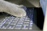 Type gif