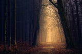 Gloomy path in forest surronded by trees