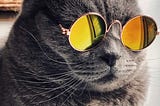 Image of a cat wearing sun glasses, round frame, making this cat look like a cat gangster!