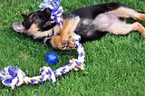 4 Best Food For German Shepherd Dog