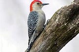 A photograph of a red-bellied woodpecker sitting on a tree. The belly of the red-bellied woodpecker is white. The head is what’s red.