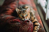 A cat with big green eyes looks into the camera very attentively.