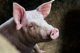 Jezebel: The story of a boy and his pig