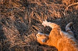 Laravel 12.19 #[UseEloquentBuilder]: A Clean Approach for Blog Models