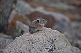 Three reasons why the American pika is disappearing