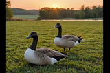 Cheap-Goose-Decoys-1