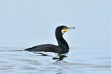 cormorant