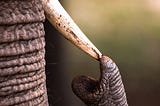 Elephants Are More Resistant to Cancer Than Humans. Scientists Have Found a Clue to This Phenomenon