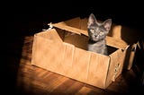 This is the cover image for the article from unsplash — shows a cute cat in a cardboard box