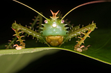 Invasive Insects, Instincts, and Ideologies