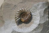 A nautilus fossil carefully carved out of the surrounding rock.