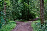 A woodland trail with two choices to follow