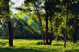 Conservation and Sustainability Strategies for Corporate Well-being