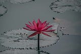 A pink lotus grows from muddy water.