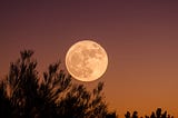 A full moon over reaching evergreen branches against a soft reddish sky.