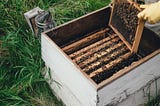 Unveiling the Synergies: Beekeeping and Writing