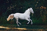 Why Are Injured Horses Euthanized?