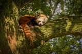 A photo of a red panda illustrates the “red panda effect.”