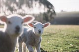 New Zealand is becoming a failed country!