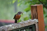 A robin sitting on an old fence post with a worm in its beak.