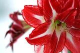 a beautiful image of a red amaryllis