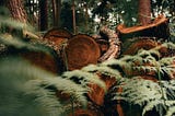 Cut trees lying on a forest floor