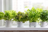 COMMON HERB GARDENING MISTAKES | ABONO