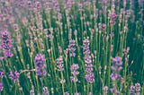 Lovely lavender field