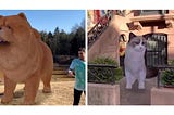 Google adds more AR animals