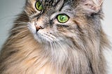 Siberian Cat Breed Guide — History, Personality-Temperament, Grooming