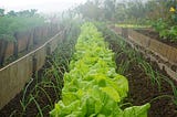 Eliberto Quiroz and the Community Garden of the Center for the Homeless