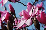 Waiting for the colour of spring