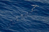 How to Season Your Flying Fish