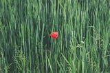 A field of long grass with a single red poppy in the middle of the photo.