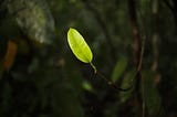 a bright green leaf on a dark background