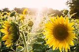 Abundant August