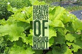 14 Amazing Health Benefits Of Burdock Root