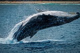 Whale jumping out of blue water