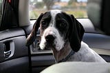 5 Signs Your Dog Shows When He’s Feeling Scared