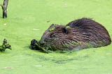 Wait. There are beavers in London?