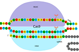 CRISPR and the Microbiome: Editing Our Way to Better Health