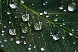 Close up of water droplets on a leaf.