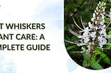 Cat Whiskers Plant Care: A Complete Guide
