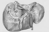 Title: Liver Creator: Mol, L Date: 1955-05-20 Providing institution: Universitaire Bibliotheken Leiden Aggregator: Dutch Collections for Europe Providing Country: Netherlands Public Domain Liver by Mol, L - Leiden University Libraries, Netherlands - Public Domain. https://www.europeana.eu/item/744/item_3463121
