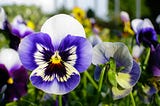 A purple and white pansy in focus at the front and then other pansy plants out of focus behind it.
