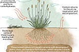 Researching Carbon in Agriculture :: Sequestration & Marketplaces