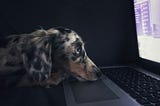 Image of sad dog staring at computer screen