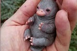 A baby platypus in a human hand