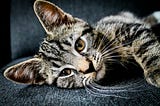 Thoughts of Love, Life and Death With My Cat on My Lap