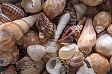 An Extended Seashells Tongue Twister